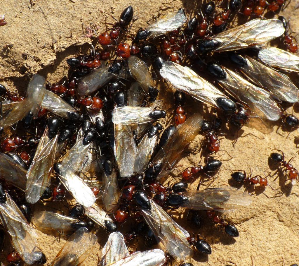 formica dalla testa rossa:  Camponotus lateralis